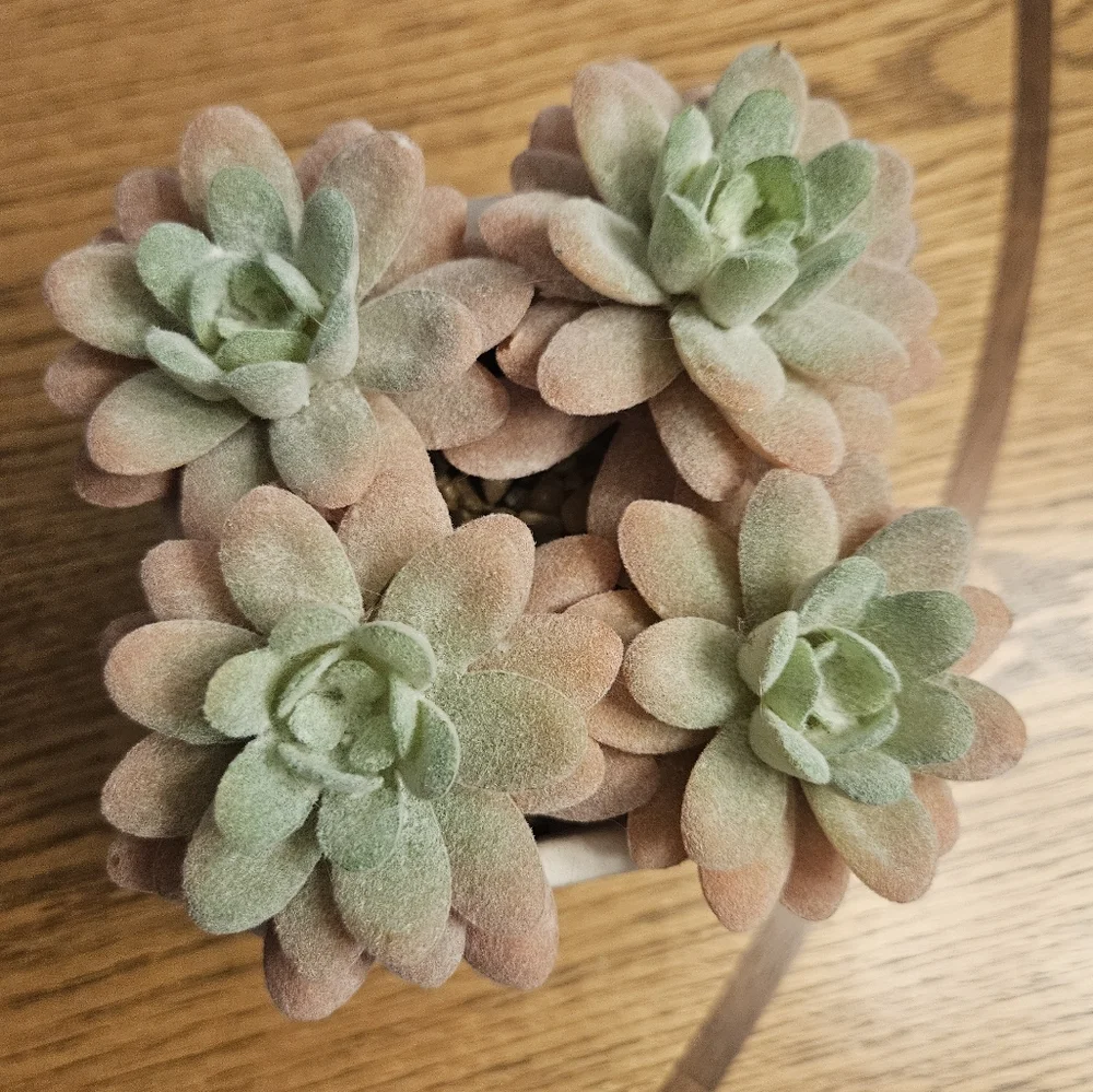 NWT Succulent Artificial Plant Arrangement in Square White Pot 5.4